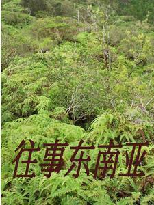 逃离缅北视频20