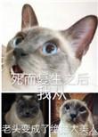 死而复生后我从老头子变成了绝世大美人